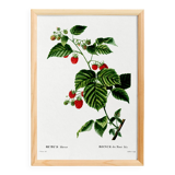 Botanical poster about raspberries, based on an old engraving from 1802
