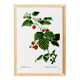 Botanical poster about raspberries, based on an old engraving from 1802