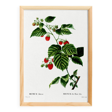 Botanical poster about raspberries, based on an old engraving from 1802