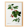 Botanical poster about raspberries, based on an old engraving from 1802