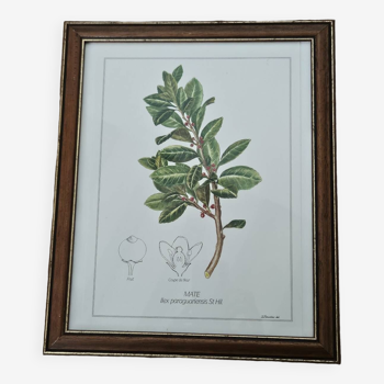 Mate botanical board under wooden frame