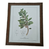 Mate botanical board under wooden frame