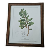 Mate botanical board under wooden frame