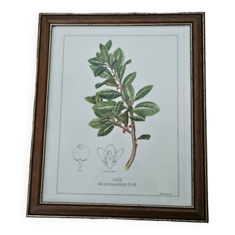 Mate botanical board under wooden frame