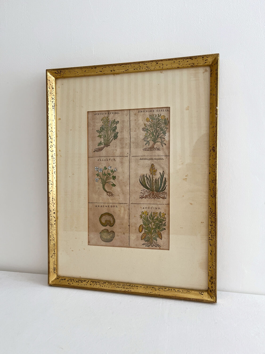 Lithograph botanical plate enhanced with watercolour.