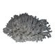 White coral