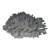 Corail blanc