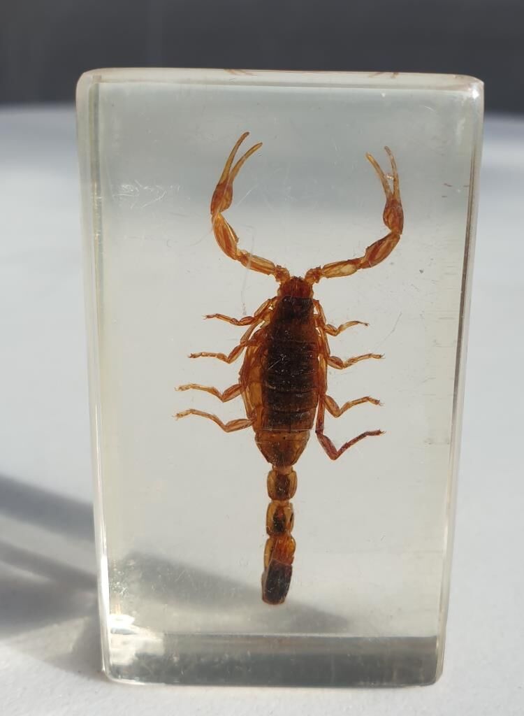 Insect under resin Scorpio "still loving you"
