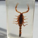 Insect under resin Scorpio "still loving you"