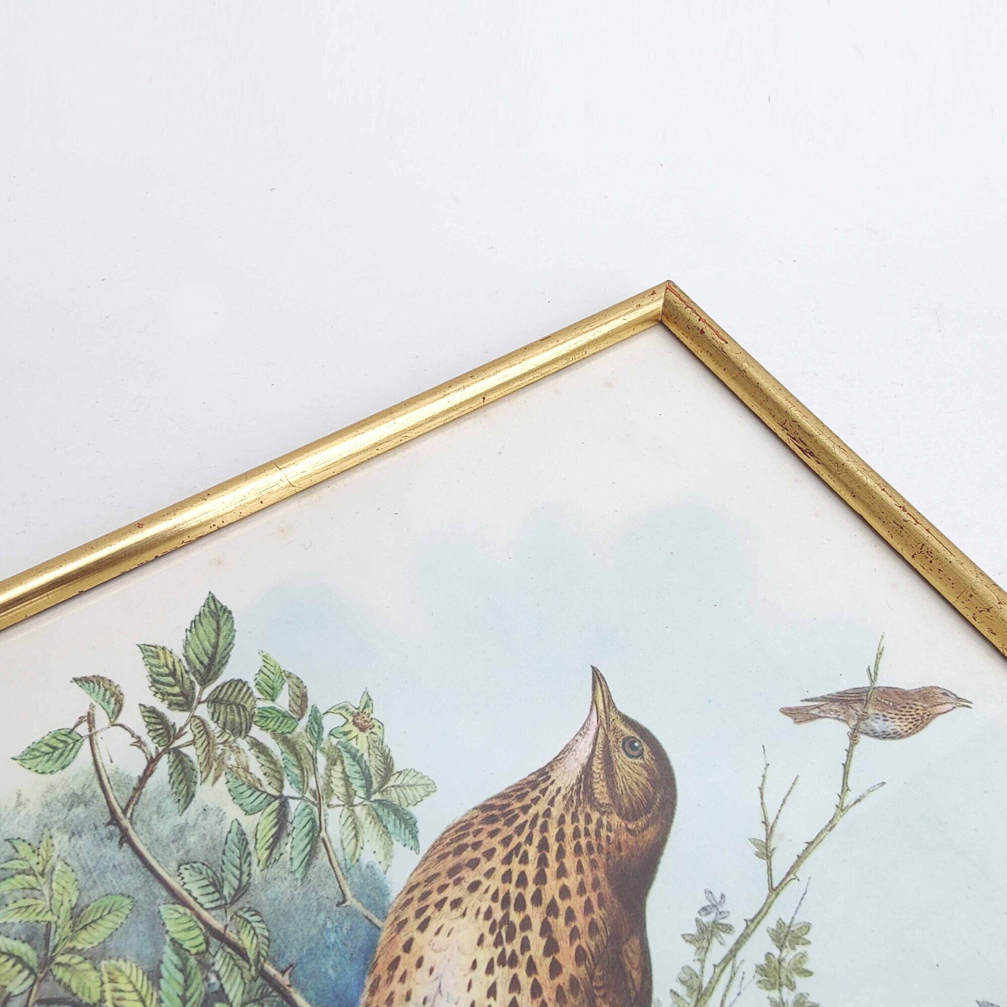 Vintage bird's nest lithograph by J. Gould and H-C Richter golden frame