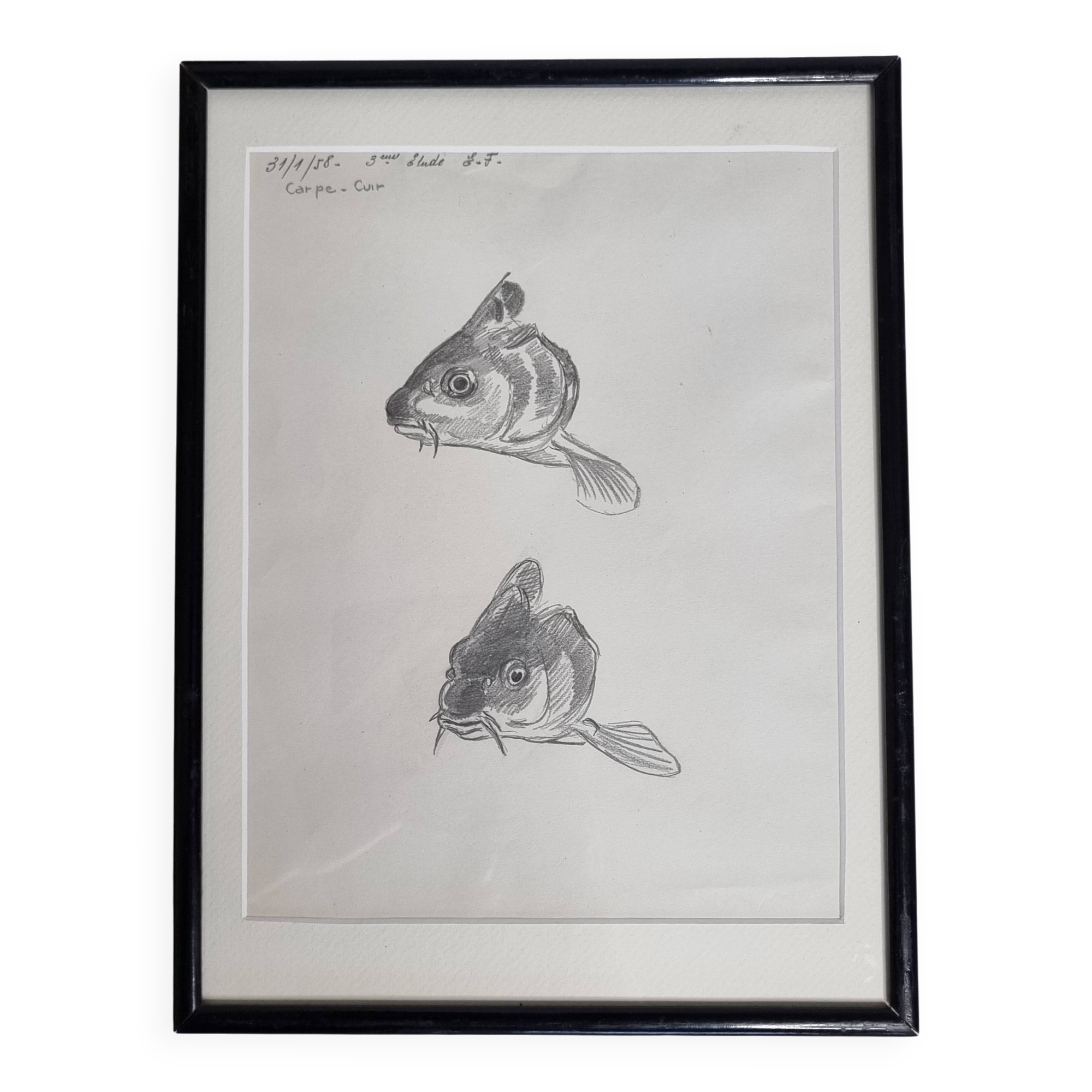 Original drawing by Marcel Bourgeois 1958 – Leather carp study – 25x33 cm