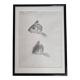 Original drawing by Marcel Bourgeois 1958 – Leather carp study – 25x33 cm