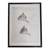 Dessin original de Marcel Bourgeois 1958 – Carpe cuir étude – 25x33 cm