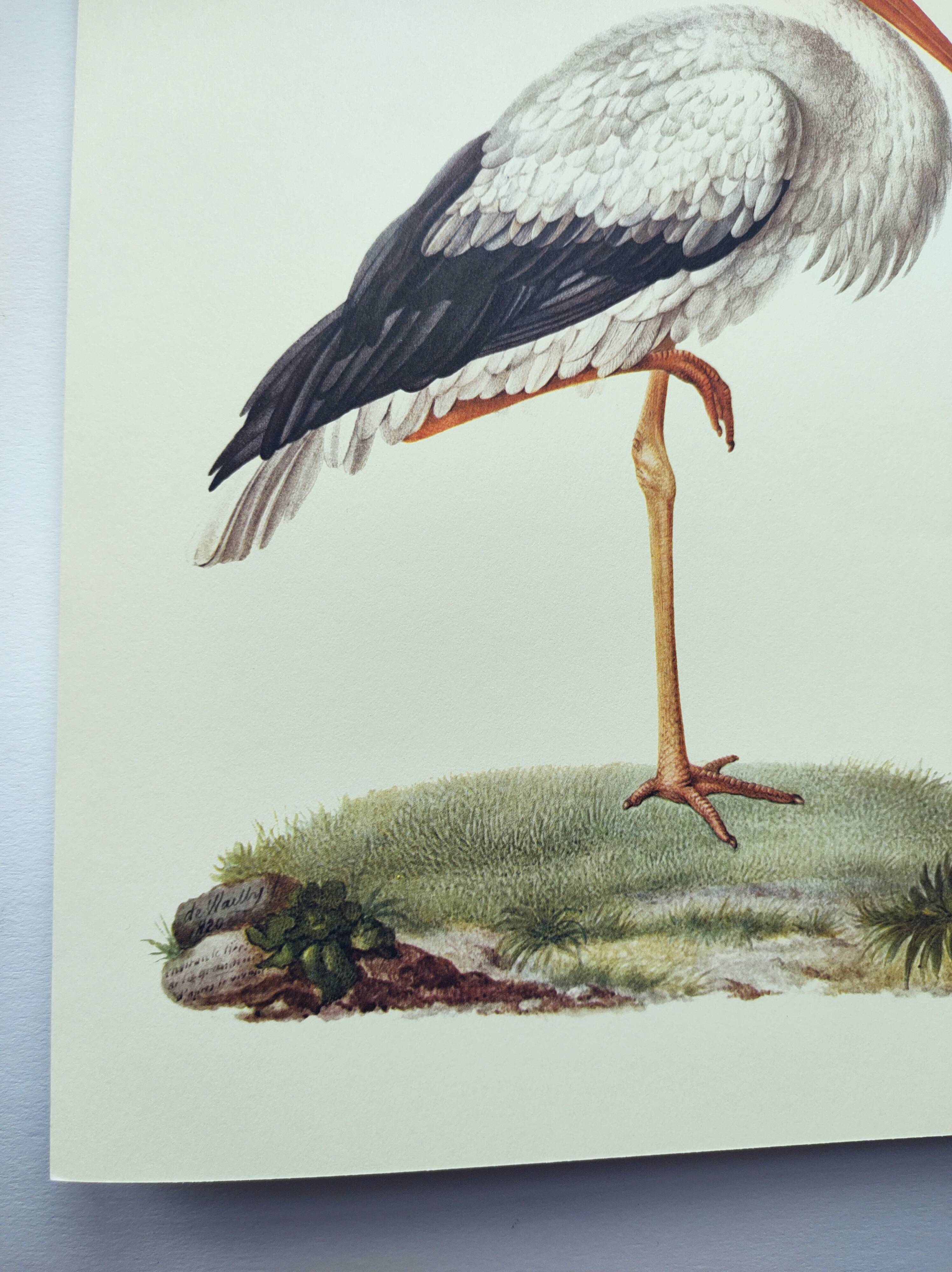 Old plate - White stork - Vintage zoological and ornithological illustration from 1970. Bird