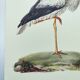 Old plate - White stork - Vintage zoological and ornithological illustration from 1970. Bird