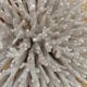 Brush coral