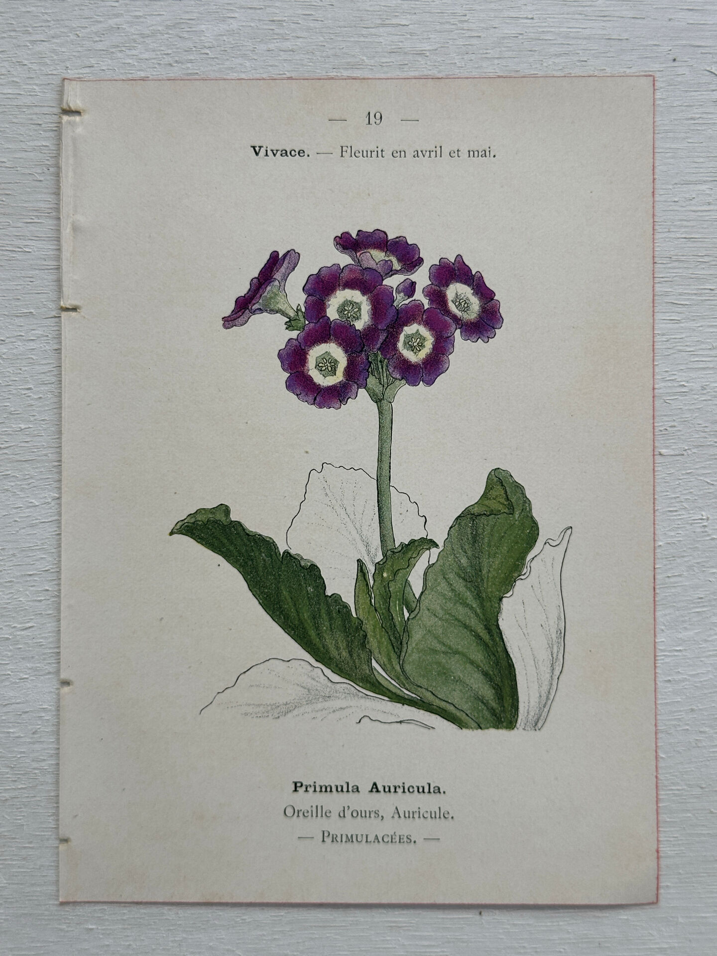 Botanical Plate 1800 Old Naturalist Engraving 19th Century Double-Sided