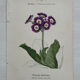 Botanical Plate 1800 Old Naturalist Engraving 19th Century Double-Sided