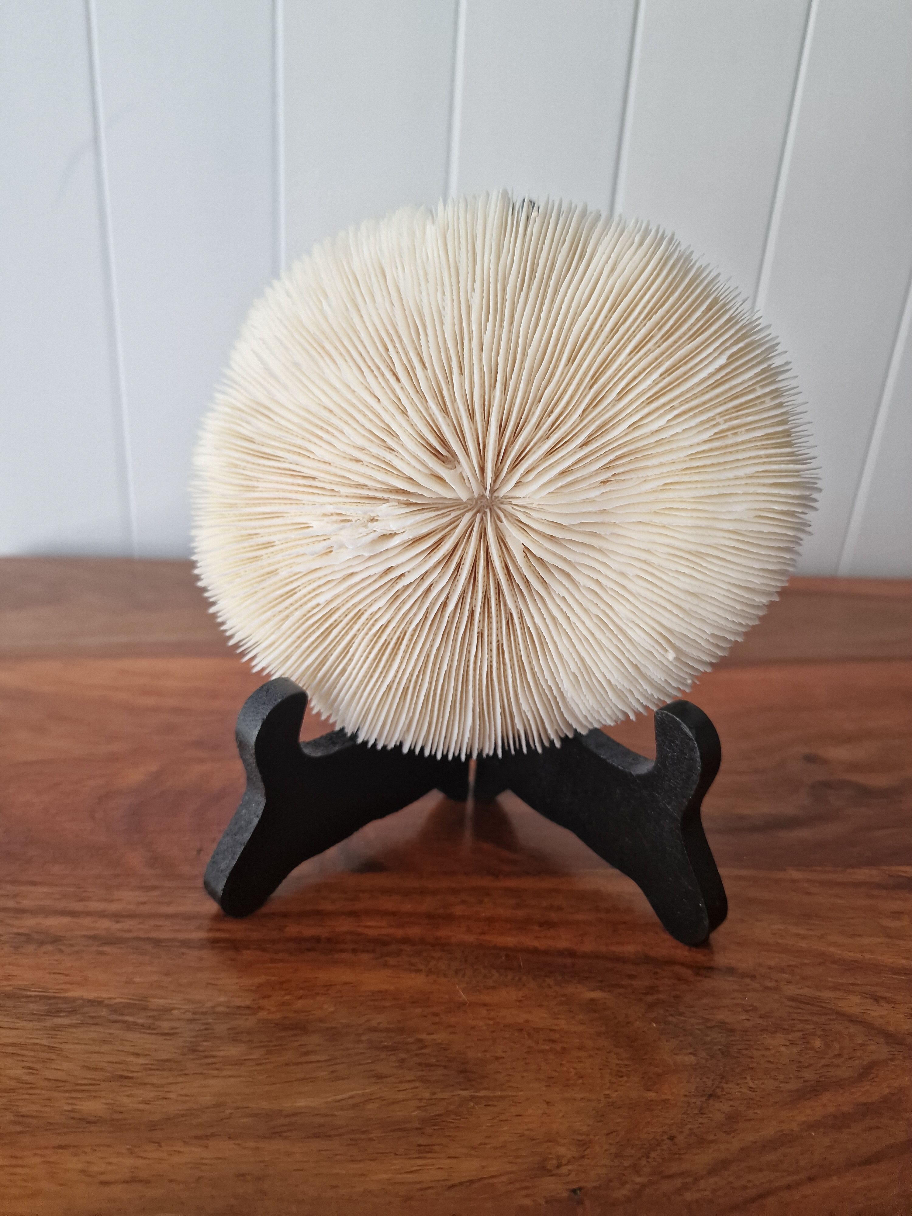 Coral Fungia from the 1970s.