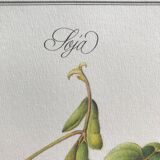 Botanical plank soybeans