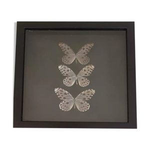 Cadre noir papillons taxidermie