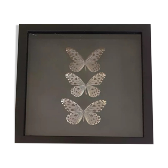 large black frame butterflies taxidermy