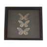 large black frame butterflies taxidermy