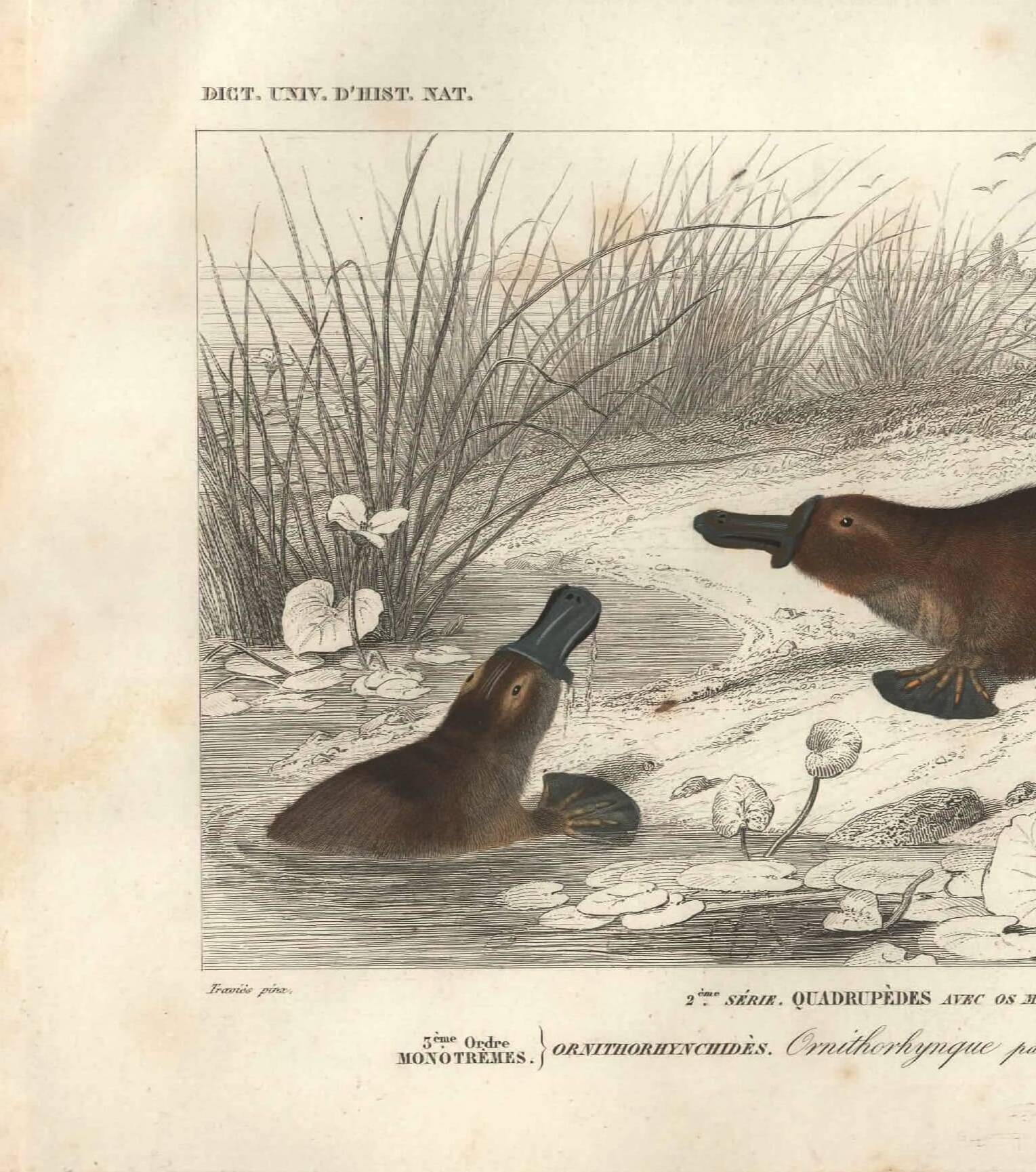 Gravure ancienne 1849 - Ornithorynque par , ovipare, venin, Australie