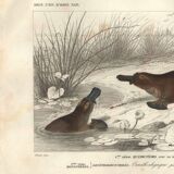 Gravure ancienne 1849 - Ornithorynque par , ovipare, venin, Australie
