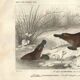 Antique engraving, 1849 - Platypus, oviparous, venom, Australia