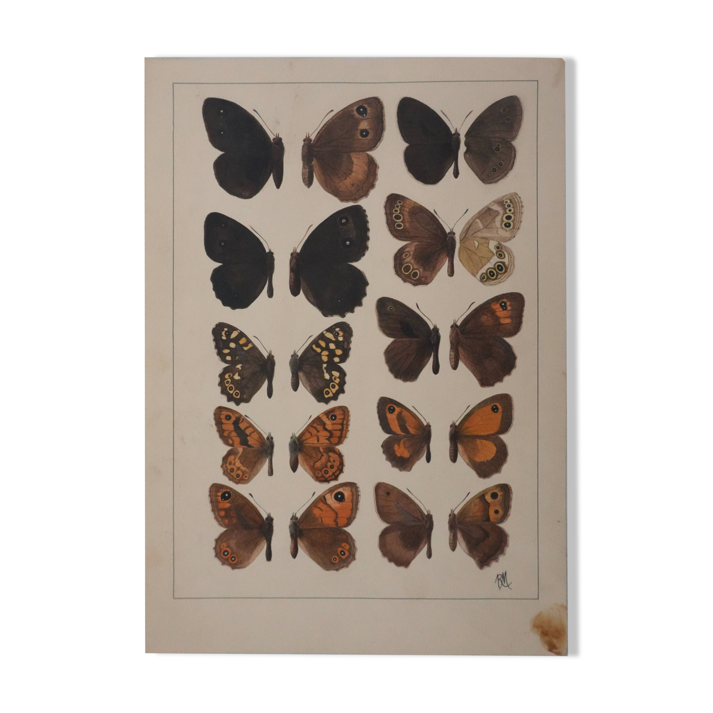 Small brown and orange butterflies, original signed watercolour, Roger METAYE.