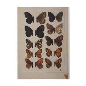 Petits papillons marron