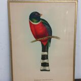 Table Illustration of a bird - The Trogon