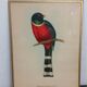 Table Illustration of a bird - The Trogon