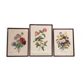 Gravures anciennes fleurs botanique par J.P.Redouté 1759- 1840 encadrés sous verre