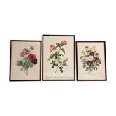 Gravures anciennes fleurs botanique par J.P.Redouté 1759- 1840 encadrés sous verre