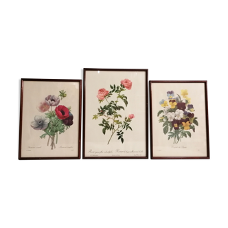 Gravures anciennes fleurs botanique par J.P.Redouté 1759- 1840 encadrés sous verre