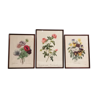 Ancient engravings - Flowers, botany - By J.P.Redouté ( 1759-1840 ) - Boxed under glass