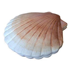 Boîte coquille saint Jacques