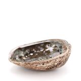 Empty abalone shell pocket, 70s