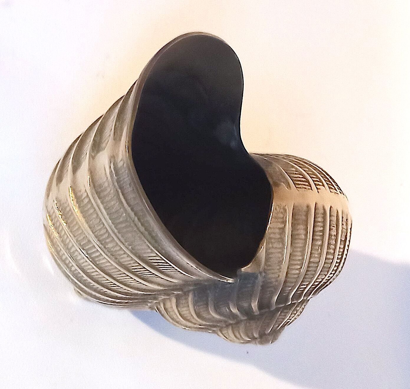 Champagne bucket shell shape Nautilus Giovanni Patrini brass Width 23.3 cm