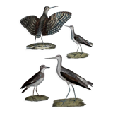 Engraving 4 Birds - Original plate of the "Chalcography of the Louvre" - Plover and Knight