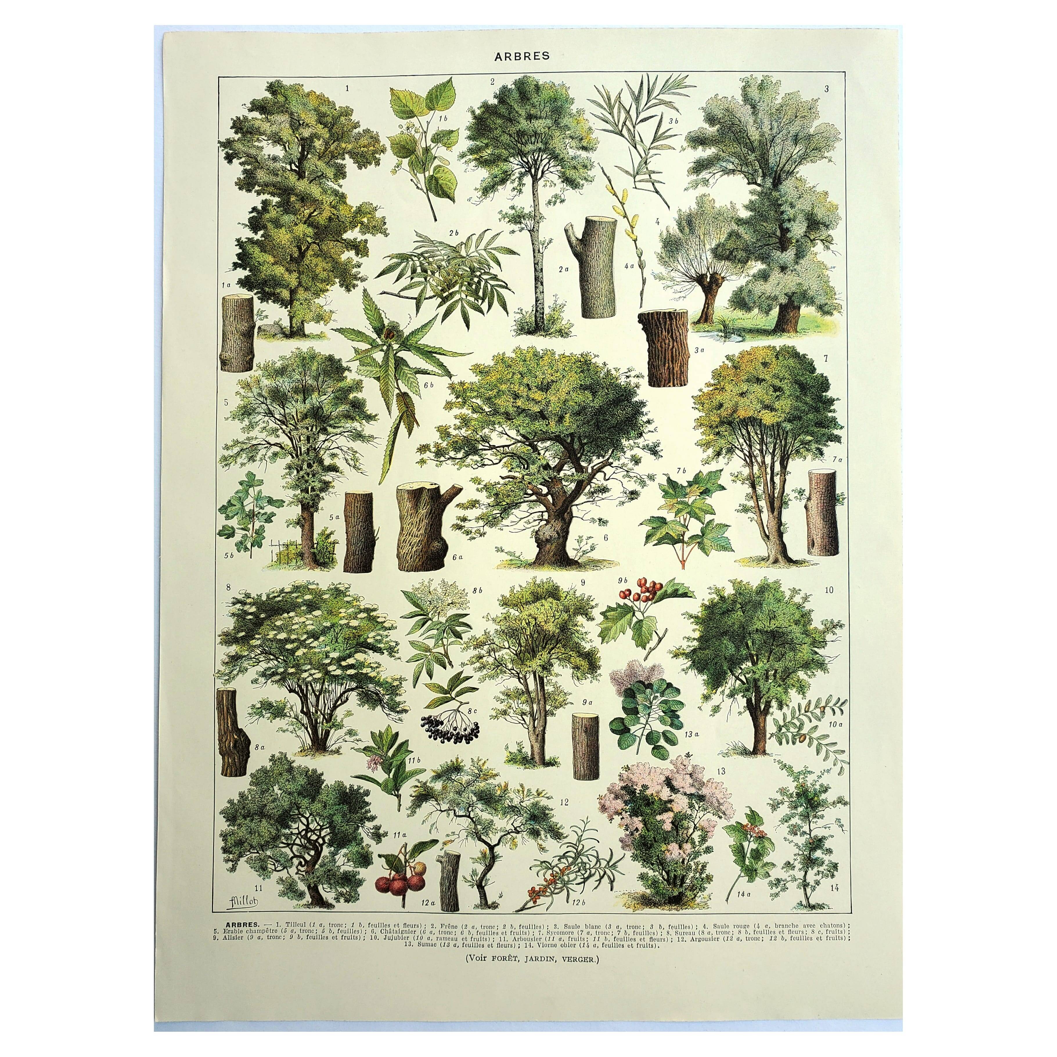 Botanical engraving 1928 A. Millot - Trees 2, bark, trunk, leaves