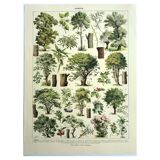 Botanical engraving 1928 A. Millot - Trees 2, bark, trunk, leaves