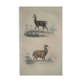 Ornithological Plate Buffon 1838 "Llama & Vicuña"
