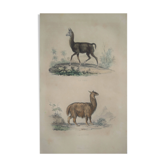 Ornithological Plate Buffon 1838 "Llama & Vicuña"