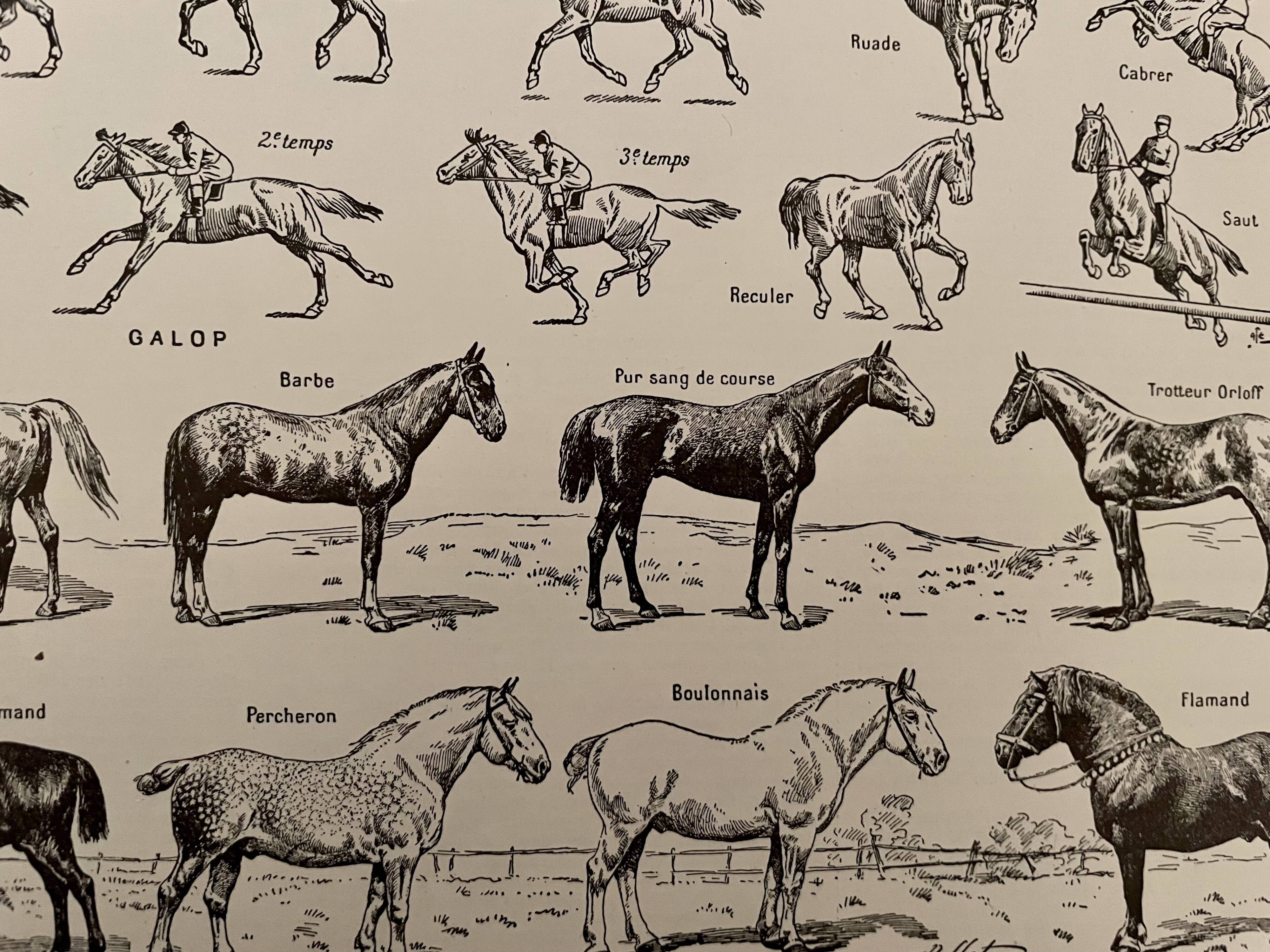 Lithograph engraving on the horse from 1928