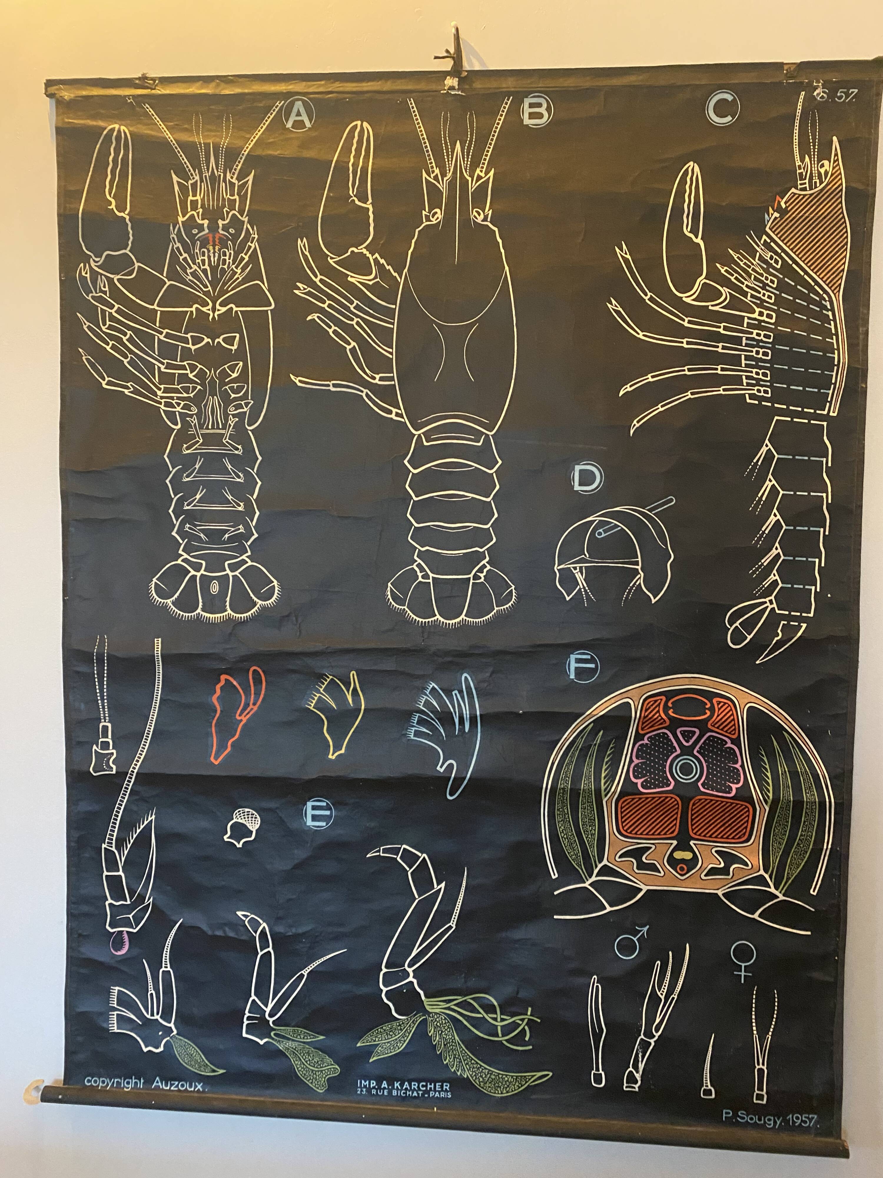 Poster Dr Auzoux, Paul Sougy 1957, No. L THE CRAYFISH