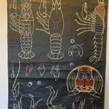 Poster Dr Auzoux, Paul Sougy 1957, No. L THE CRAYFISH