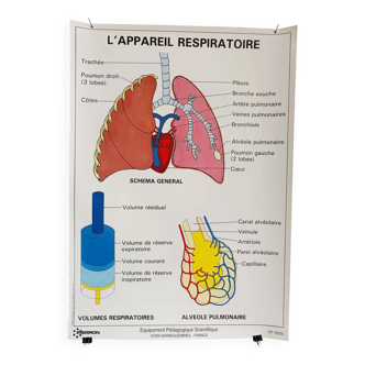 Affiche pédagogique scolaire "L'appareil respiratoire"